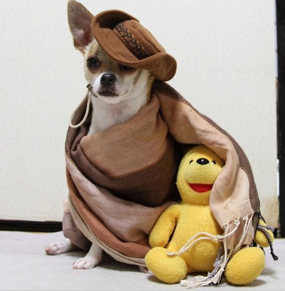Montjiro, a dog fashion model. He models hand made clothing by his Japanese owner, Mon't.