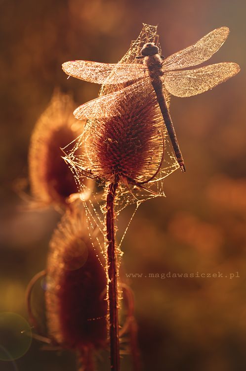 Broszka | zoom | digart.pl Autor_ Magda Wasiczek