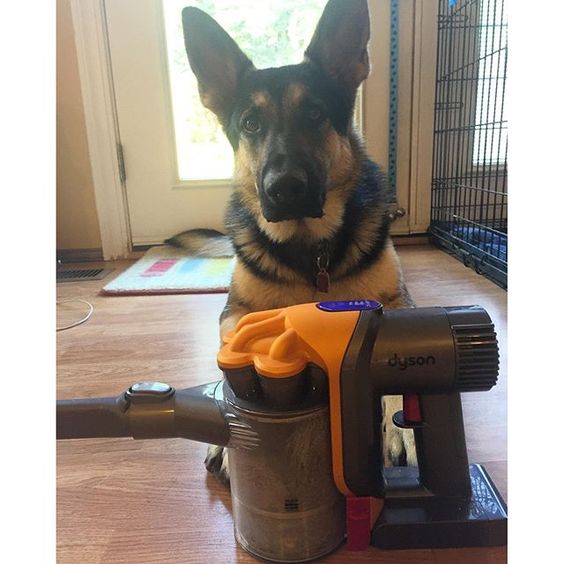 Best Vacuum For My GSDs-Dyson