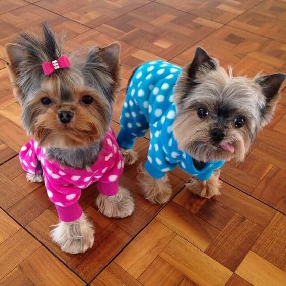 Which way to the pj party?
