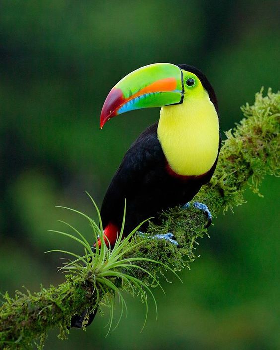 Un compte Instagram à découvrir absolument pour les amoureux du Costa Rica -> Juan Carlos Vindas (@juancarlosvindas_photography) sur Instagram : "Who wants some Frootloops? This is our most colourful toucan in Costa Rica.  Keel-billed Toucan.…"