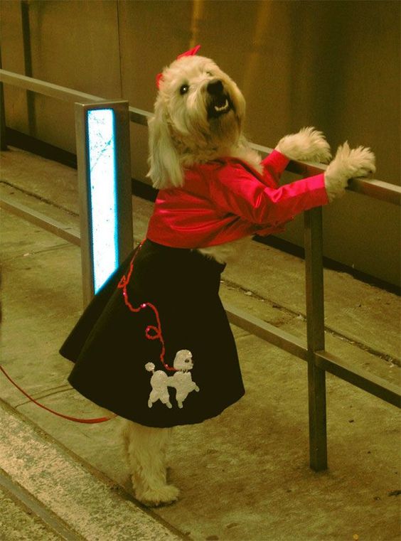 Put your pup in a poodle skirt this Halloween.