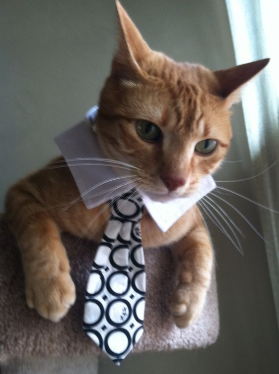 Toby in his new tie from DIGGIDY DOG, a pro shop for pets (yep, cats, too) in Carmel, California.