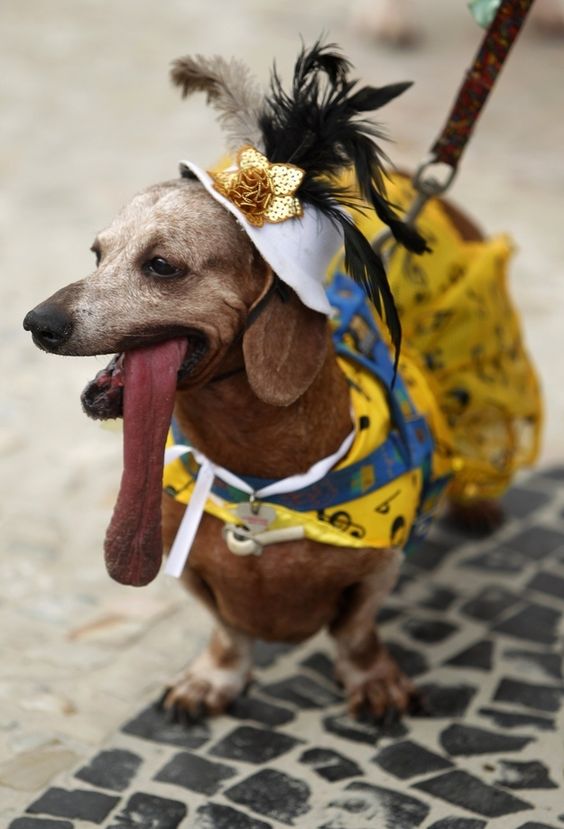 12 #dogs Celebrating #carnival in #brazil! #carnival2013