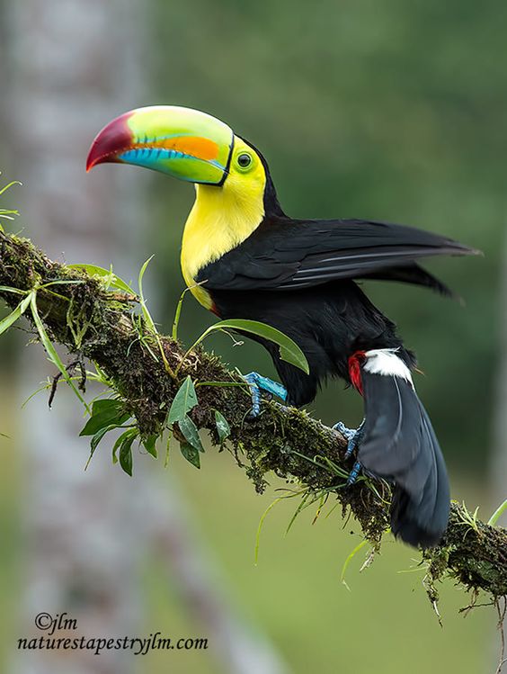 All the Toucans are beautiful but I think the keel billed is one of my favorites. this beautiful one seemed to be feel aware of his beauty and just sat there posing for me. Wishing you all a beautiful day !