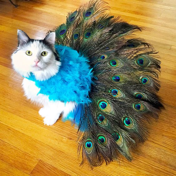 Our Favorite Pet Halloween Costumes of 2015