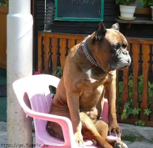 Come on over, pull up a seat, and let's have a couple of doggy treats here on the patio. SH