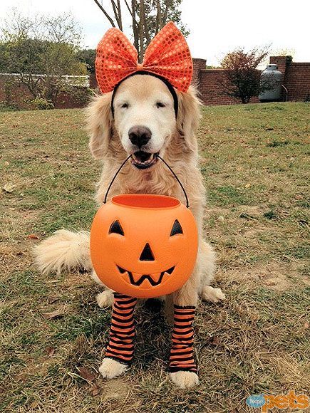 Orange you in the trick-or-treat spirit! Give me a Y-E-S!