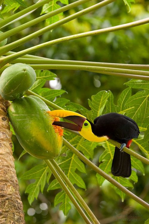 chestnut-mandibled toucan    (photo by deep green photography)