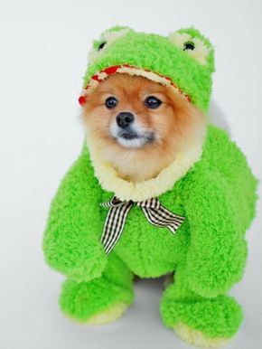 Check out this Pomeranian in a frog costume!