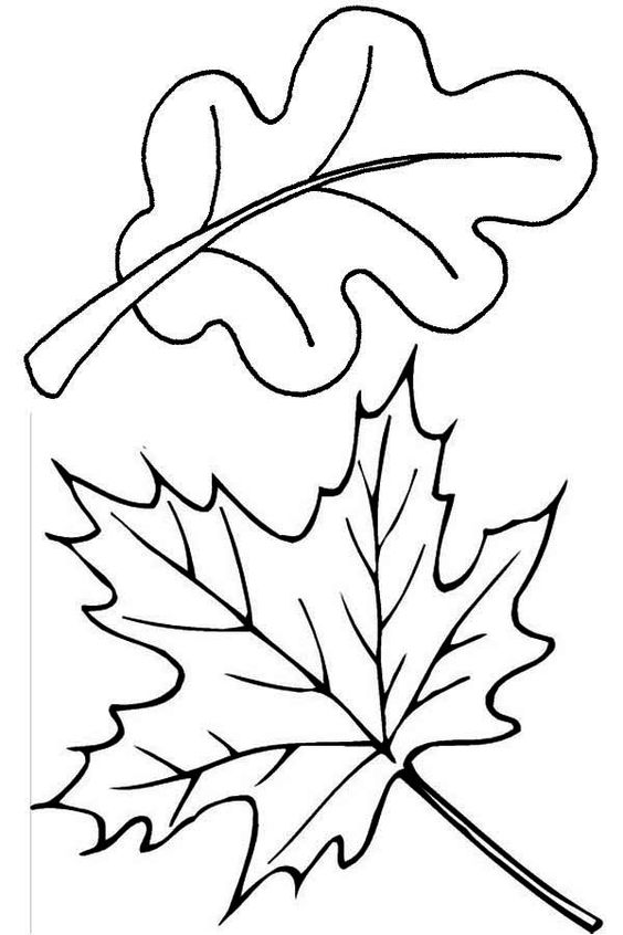 Autumn, : Maple and Oak Autumn Leaf Coloring Page