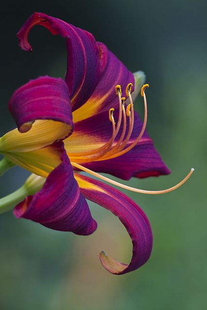 stunning bright purple and yellow Lily  -  I love Daylillies.  They never let you down.