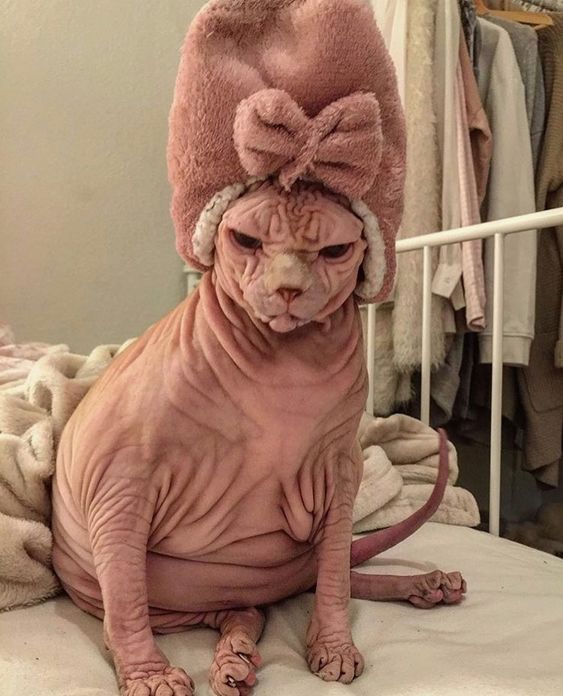 [Humor] Saw this 'Spa Cat' and thought of this sub