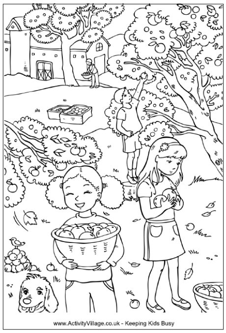 Picking apples colouring page, children picking apples in an apple orchard with farm in the background