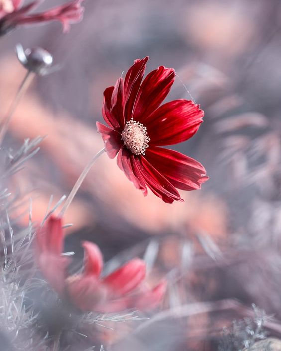 #flowerstagram: Wonderful Flower Photography by Fabien Bravin #photography #flowerstagram #flowers #instaflowers #flowersgram