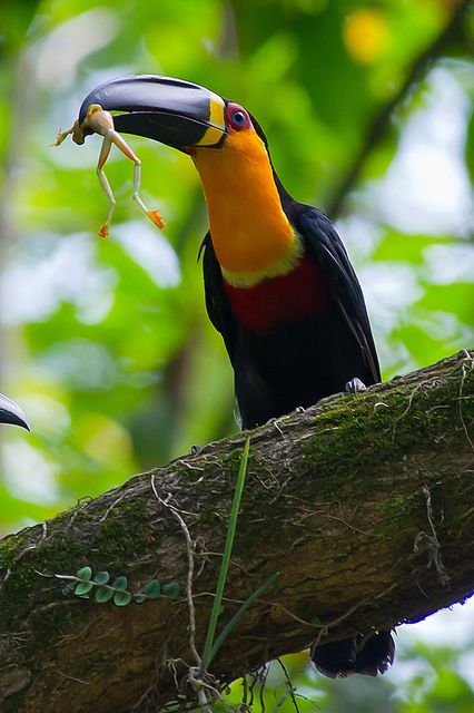 Channel-Billed Toucan by jquental