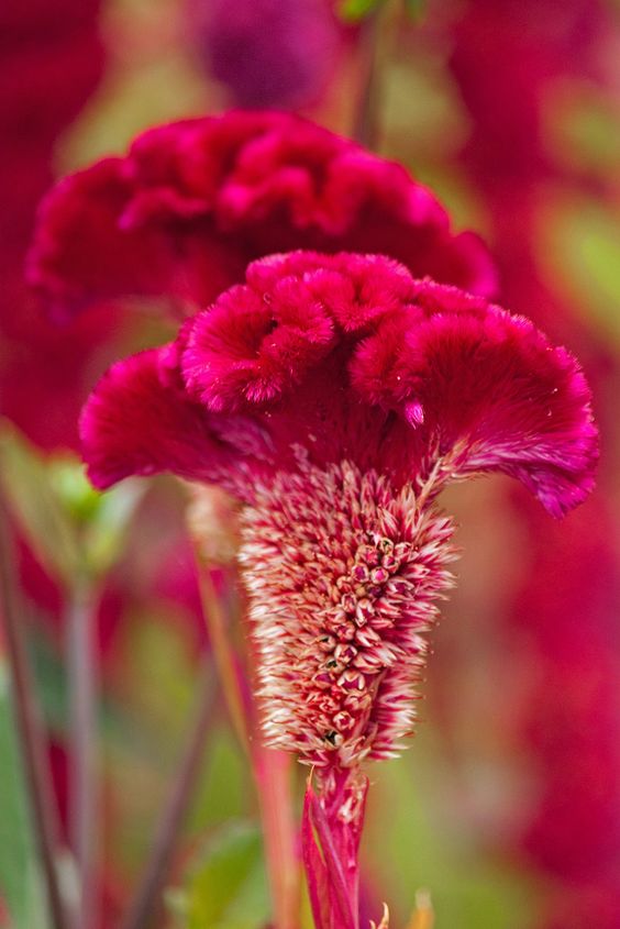 Modern arrangements sometimes include Red Cockscomb . The trend is a very natural look .