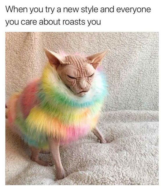 When you try a new style and everyone you care about roasts you lol hairless cat in a fuzzy rainbow outfit