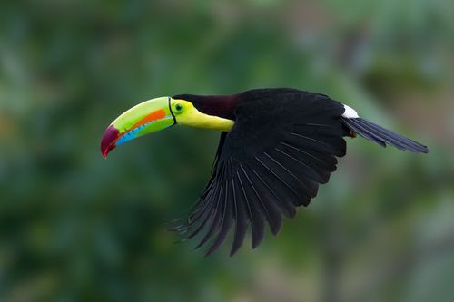 Kingdom Animalia, Keel-billed Toucan (by Doug Brown)