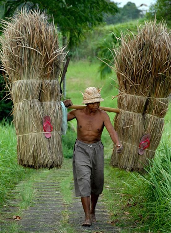 Watch the farmers harvest their crops the traditional way.. Learn more at frankihobson.com