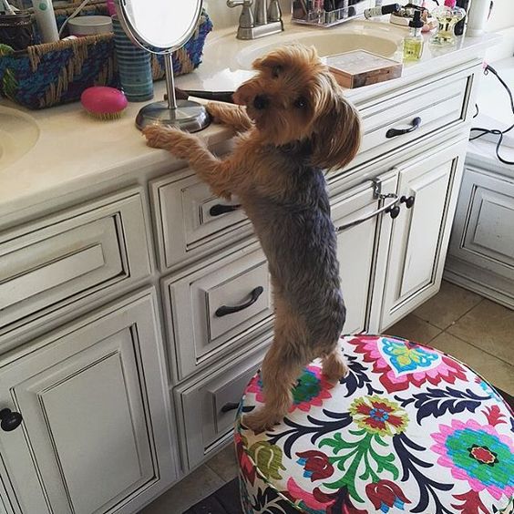 Yorkie standing on stool with paws on bathroom counter in front of mirror
