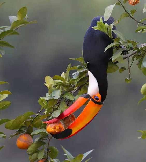 Toco Toucan by James Ownby We are want to say thanks if you like to share this post to another people via your facebook, pinterest, google plus or twitter account. Right Click to save picture or tap and hold for seven second if you are using iphone or ipad. Source by : Uploaded by user