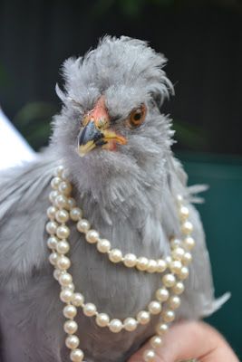 French Blue and Peachy Pink. Who's ever seen a pretty grey chicken wearing a string of pearls ? Pop over to my blog for a giggle !
