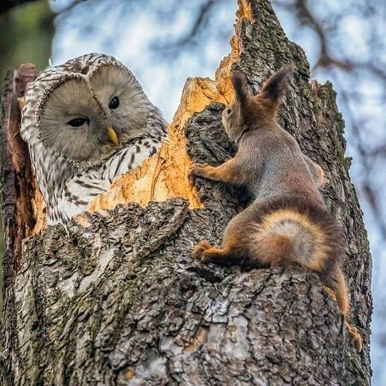 Knock knock — Hoo’s there?