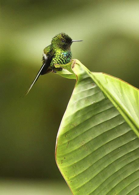 Malloy - Bee Hummingbird or Zunzuncito (Mellisuga ) is a species of hummingbird that is endemic to Cuba and Isla de la Juventud. It's the smallest living bird.