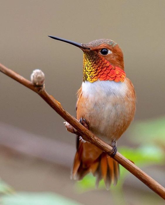 Birds Place в Instagram: «Beautiful Rufous Hummingbird male �� Photo by : @wmckenziephotography»