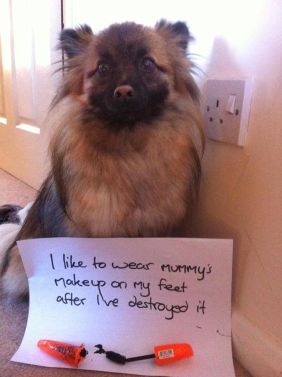 Dog Shaming - I like to wear mummy's makeup on my feet after I've destroyed it.