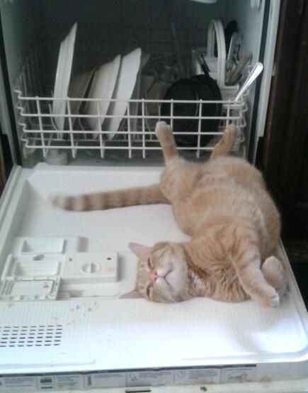 Awe I remember pickles would always get on the dishwasher door. <3 I miss him a lot.