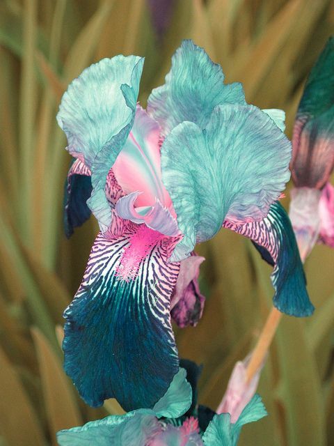 Beautiful Shades of Teal Iris. I want to plant some of these in my yard. Irises are so easy to grow, in my opinion one of the best bulbs for beginners