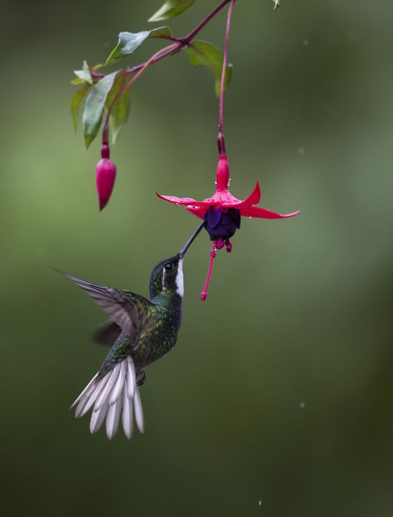 19 Things To Know About Hummingbirds | Bored Panda