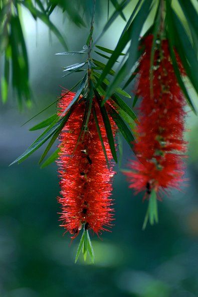 weeping bottlebrush. During our circumnavigation, I saw these bottlebrushes all over Australia. Love them!