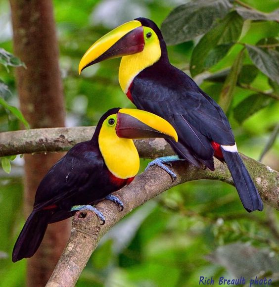 Toucans ���� Costa Rica