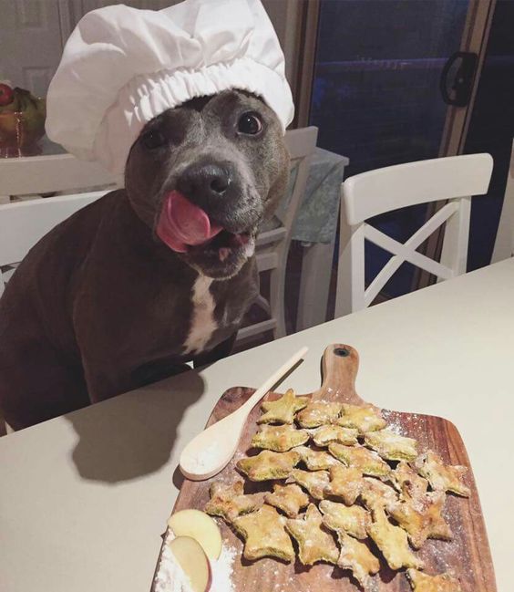 Looks like this Chef Pitbull whipped up some yummy treats, and he's looking hungry!
