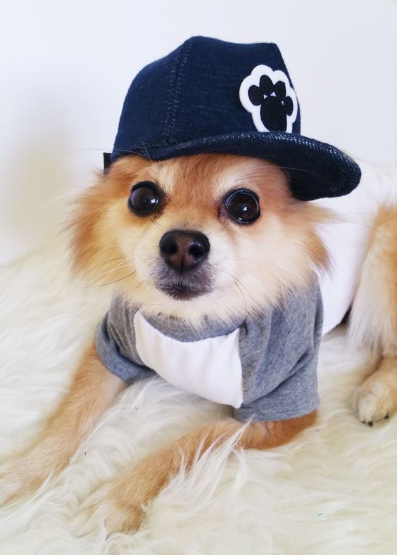 Dog T-shirt + Snapback Set, HANDMADE dog hats, dog tshirts, dog clothes, Dogs hoodie, dog hoodies, dog outfit, puppy clothes, denim t-shirts by puppydoggyclothes on Etsy