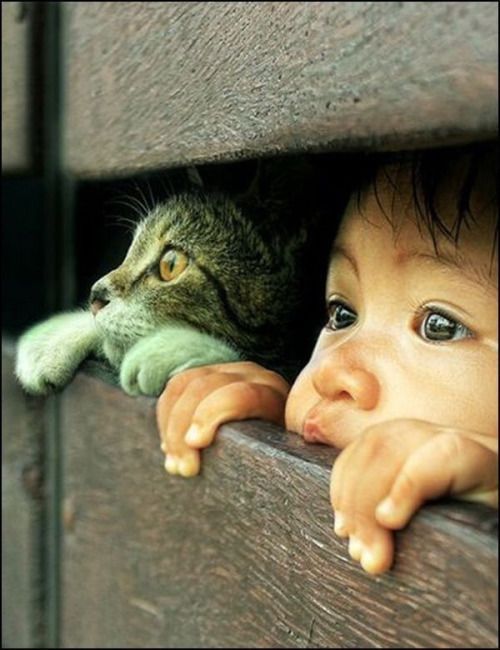 Whether an active kitten or a calm, mature adult, cats can be great companions to a child.