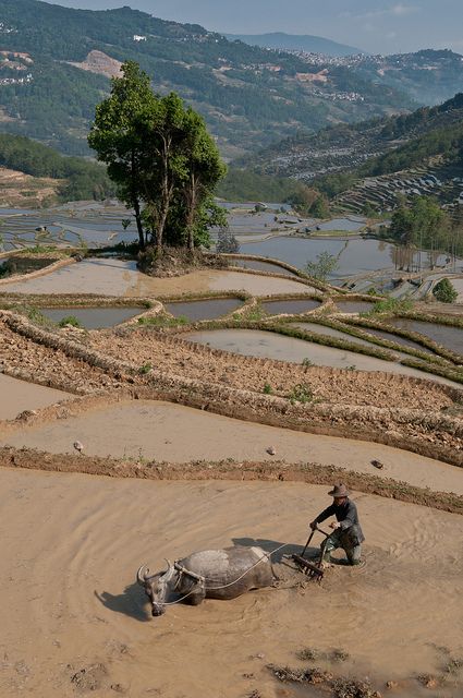 Rice Paddy Terracing along The Red River, Honghe, Yunnan, China