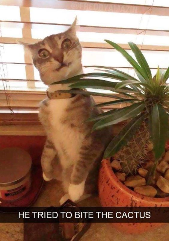 Leave your cat-itude at the door and enjoy these ridiculous cat pics!