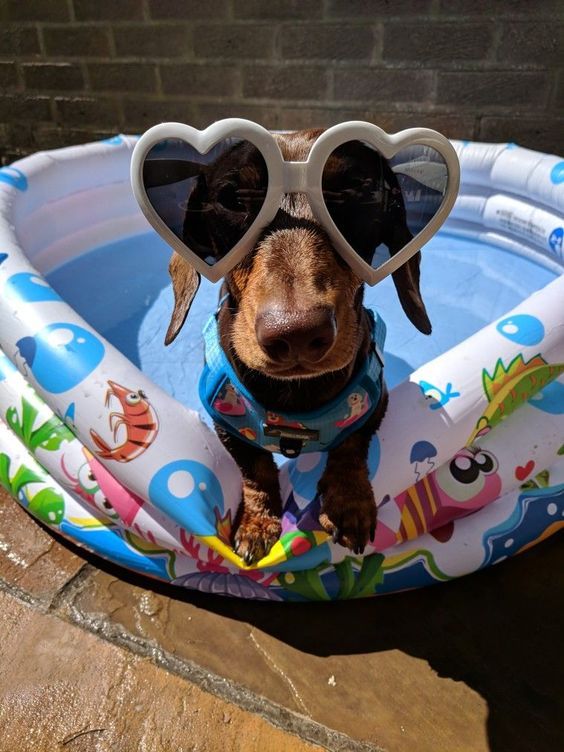 By following these simple guidelines, you can ensure your pet enjoys summer safely.