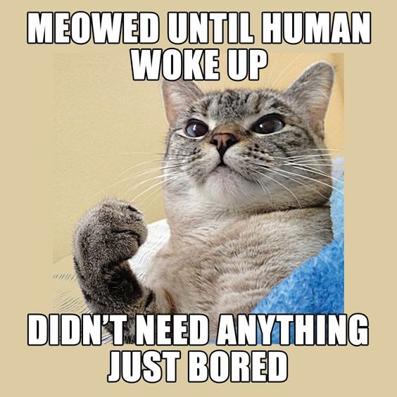 My cat does this all the time.