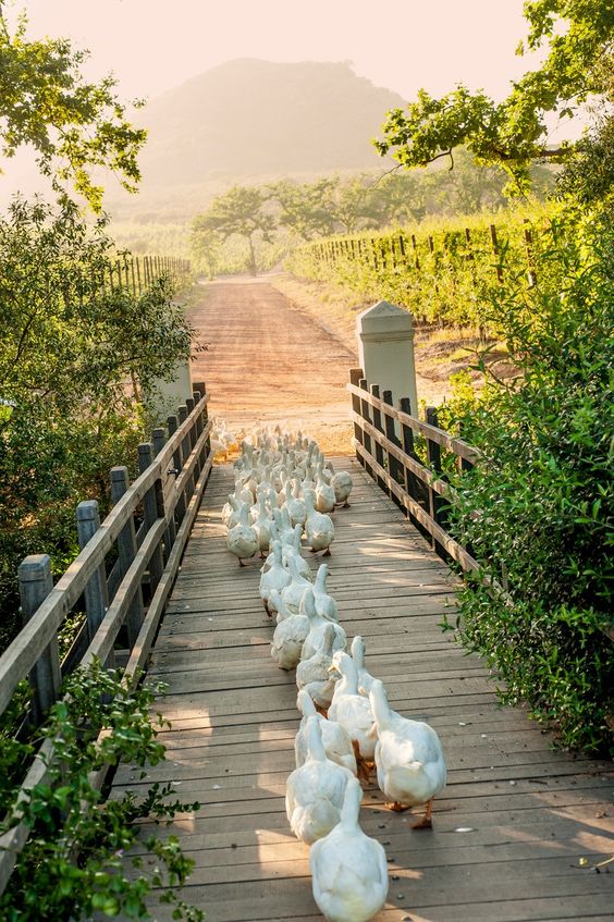 Hi ho, hi ho, itÃ¢â‚¬â„¢s off to work we go! Ducks file off for a great dayÃ¢â‚¬â„¢s work of chomping snails. Ã‚Â©Babylonstoren Dating back to 1692, Babylonstoren is a historic Cape Dutch farm that boasts one of the best preserved farmyards in the Cape. South Africa.