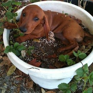 This is what you get when you plant wiener seeds.