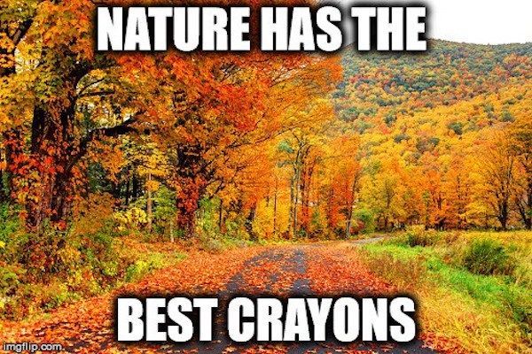 Image result for autumn funny memes