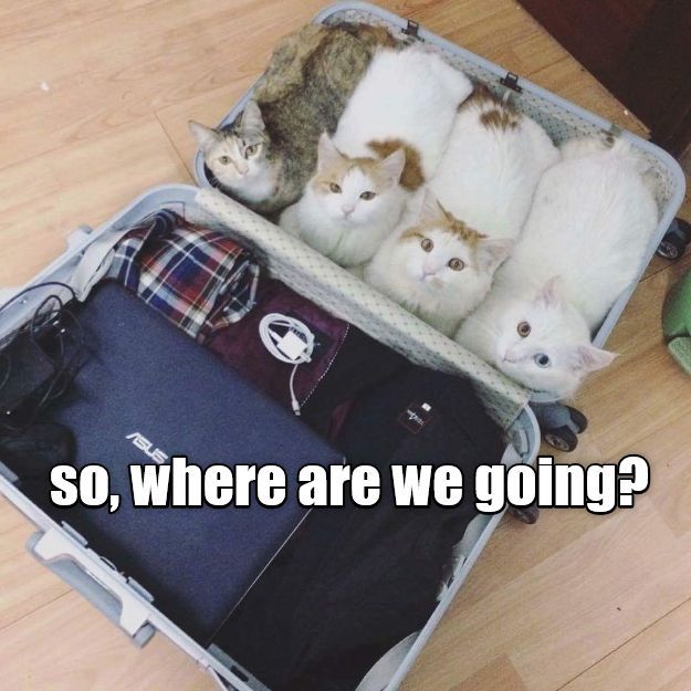 Packed, ready to go? and like OMG! get some yourself some pawtastic adorable cat apparel!