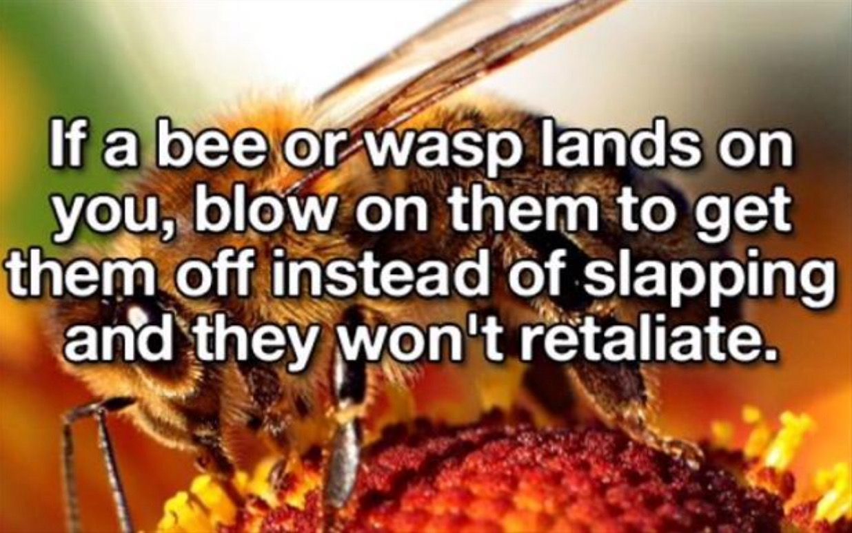 Image result for blowing on a bee and they won't retaliate