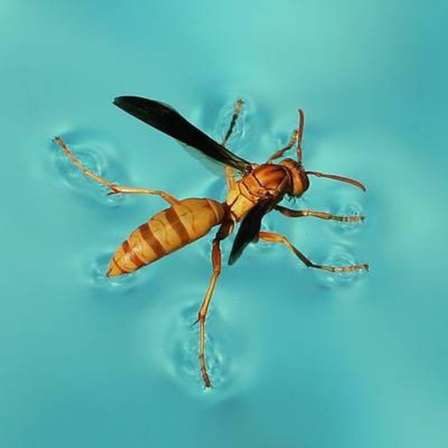 How To Get Rid Of Wasps | Hunker | Swimming pools, Backyard pool, Pool decor