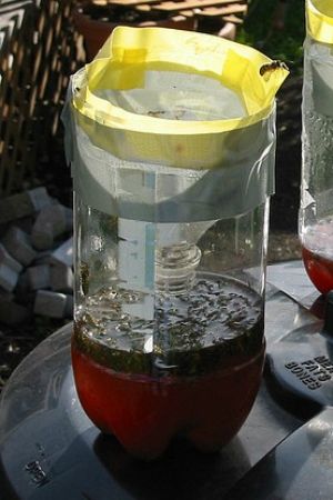 How To: Make a DIY Wasp Trap | Homemade wasp trap, Wasp traps, Bee traps